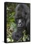 Africa, Rwanda, Volcanoes National Park. Portrait of a silverback mountain gorilla.-Ellen Goff-Framed Stretched Canvas