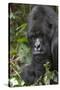 Africa, Rwanda, Volcanoes National Park. Portrait of a silverback mountain gorilla.-Ellen Goff-Stretched Canvas