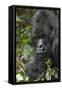 Africa, Rwanda, Volcanoes National Park. Portrait of a silverback mountain gorilla.-Ellen Goff-Framed Stretched Canvas