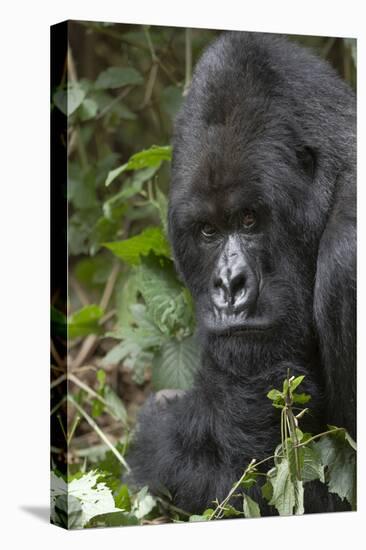 Africa, Rwanda, Volcanoes National Park. Portrait of a silverback mountain gorilla.-Ellen Goff-Stretched Canvas