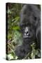 Africa, Rwanda, Volcanoes National Park. Portrait of a silverback mountain gorilla.-Ellen Goff-Stretched Canvas