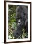 Africa, Rwanda, Volcanoes National Park. Portrait of a silverback mountain gorilla.-Ellen Goff-Framed Photographic Print