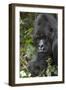 Africa, Rwanda, Volcanoes National Park. Portrait of a silverback mountain gorilla.-Ellen Goff-Framed Photographic Print