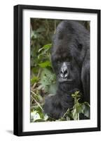 Africa, Rwanda, Volcanoes National Park. Portrait of a silverback mountain gorilla.-Ellen Goff-Framed Photographic Print