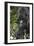 Africa, Rwanda, Volcanoes National Park. Portrait of a silverback mountain gorilla.-Ellen Goff-Framed Photographic Print