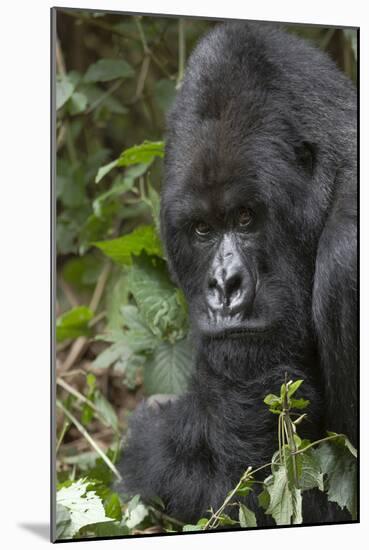 Africa, Rwanda, Volcanoes National Park. Portrait of a silverback mountain gorilla.-Ellen Goff-Mounted Photographic Print