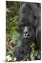 Africa, Rwanda, Volcanoes National Park. Portrait of a silverback mountain gorilla.-Ellen Goff-Mounted Premium Photographic Print