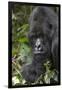 Africa, Rwanda, Volcanoes National Park. Portrait of a silverback mountain gorilla.-Ellen Goff-Framed Premium Photographic Print