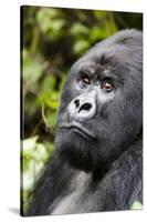 Africa, Rwanda, Volcanoes National Park. Portrait of a silverback mountain gorilla.-Ellen Goff-Stretched Canvas