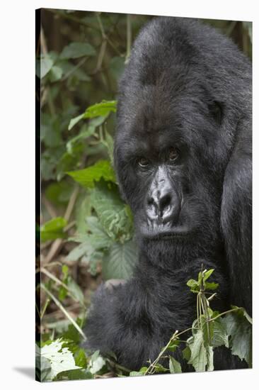 Africa, Rwanda, Volcanoes National Park. Portrait of a silverback mountain gorilla.-Ellen Goff-Stretched Canvas