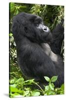 Africa, Rwanda, Volcanoes National Park. Portrait of a silverback mountain gorilla.-Ellen Goff-Stretched Canvas