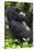 Africa, Rwanda, Volcanoes National Park. Portrait of a silverback mountain gorilla.-Ellen Goff-Stretched Canvas