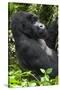 Africa, Rwanda, Volcanoes National Park. Portrait of a silverback mountain gorilla.-Ellen Goff-Stretched Canvas