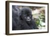 Africa, Rwanda, Volcanoes National Park. Portrait of a young mountain gorilla.-Ellen Goff-Framed Photographic Print