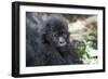 Africa, Rwanda, Volcanoes National Park. Portrait of a young mountain gorilla.-Ellen Goff-Framed Photographic Print