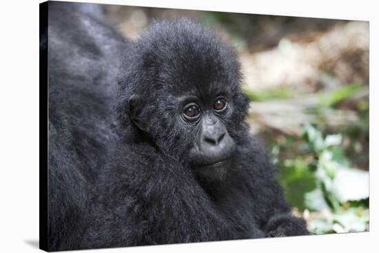 Africa, Rwanda, Volcanoes National Park. Portrait of a young mountain gorilla.-Ellen Goff-Stretched Canvas