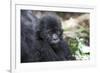 Africa, Rwanda, Volcanoes National Park. Portrait of a young mountain gorilla.-Ellen Goff-Framed Photographic Print