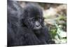 Africa, Rwanda, Volcanoes National Park. Portrait of a young mountain gorilla.-Ellen Goff-Mounted Photographic Print