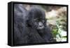 Africa, Rwanda, Volcanoes National Park. Portrait of a young mountain gorilla.-Ellen Goff-Framed Stretched Canvas