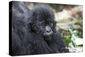 Africa, Rwanda, Volcanoes National Park. Portrait of a young mountain gorilla.-Ellen Goff-Stretched Canvas