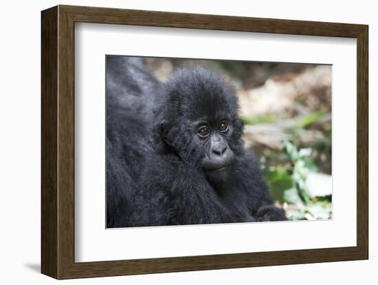 Africa, Rwanda, Volcanoes National Park. Portrait of a young mountain gorilla.-Ellen Goff-Framed Photographic Print