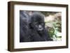 Africa, Rwanda, Volcanoes National Park. Portrait of a young mountain gorilla.-Ellen Goff-Framed Photographic Print