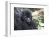 Africa, Rwanda, Volcanoes National Park. Portrait of a young mountain gorilla.-Ellen Goff-Framed Photographic Print