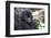 Africa, Rwanda, Volcanoes National Park. Portrait of a young mountain gorilla.-Ellen Goff-Framed Premium Photographic Print