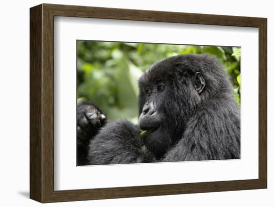 Africa, Rwanda, Volcanoes National Park. Young female mountain gorilla eating wild celery.-Ellen Goff-Framed Photographic Print