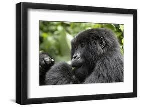 Africa, Rwanda, Volcanoes National Park. Young female mountain gorilla eating wild celery.-Ellen Goff-Framed Photographic Print