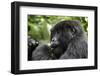 Africa, Rwanda, Volcanoes National Park. Young female mountain gorilla eating wild celery.-Ellen Goff-Framed Photographic Print