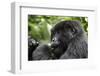 Africa, Rwanda, Volcanoes National Park. Young female mountain gorilla eating wild celery.-Ellen Goff-Framed Photographic Print