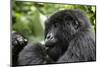 Africa, Rwanda, Volcanoes National Park. Young female mountain gorilla eating wild celery.-Ellen Goff-Mounted Photographic Print