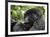 Africa, Rwanda, Volcanoes National Park. Young female mountain gorilla eating wild celery.-Ellen Goff-Framed Photographic Print