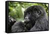 Africa, Rwanda, Volcanoes National Park. Young female mountain gorilla eating wild celery.-Ellen Goff-Framed Stretched Canvas
