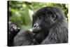 Africa, Rwanda, Volcanoes National Park. Young female mountain gorilla eating wild celery.-Ellen Goff-Stretched Canvas