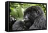 Africa, Rwanda, Volcanoes National Park. Young female mountain gorilla eating wild celery.-Ellen Goff-Framed Stretched Canvas