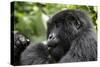 Africa, Rwanda, Volcanoes National Park. Young female mountain gorilla eating wild celery.-Ellen Goff-Stretched Canvas