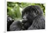 Africa, Rwanda, Volcanoes National Park. Young female mountain gorilla eating wild celery.-Ellen Goff-Framed Photographic Print