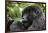 Africa, Rwanda, Volcanoes National Park. Young female mountain gorilla eating wild celery.-Ellen Goff-Framed Photographic Print