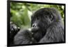 Africa, Rwanda, Volcanoes National Park. Young female mountain gorilla eating wild celery.-Ellen Goff-Framed Photographic Print