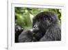 Africa, Rwanda, Volcanoes National Park. Young female mountain gorilla eating wild celery.-Ellen Goff-Framed Photographic Print