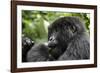 Africa, Rwanda, Volcanoes National Park. Young female mountain gorilla eating wild celery.-Ellen Goff-Framed Photographic Print