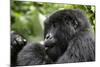 Africa, Rwanda, Volcanoes National Park. Young female mountain gorilla eating wild celery.-Ellen Goff-Mounted Photographic Print