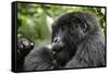 Africa, Rwanda, Volcanoes National Park. Young female mountain gorilla eating wild celery.-Ellen Goff-Framed Stretched Canvas