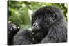 Africa, Rwanda, Volcanoes National Park. Young female mountain gorilla eating wild celery.-Ellen Goff-Stretched Canvas
