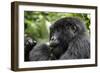 Africa, Rwanda, Volcanoes National Park. Young female mountain gorilla eating wild celery.-Ellen Goff-Framed Photographic Print