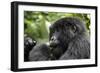 Africa, Rwanda, Volcanoes National Park. Young female mountain gorilla eating wild celery.-Ellen Goff-Framed Photographic Print