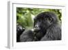 Africa, Rwanda, Volcanoes National Park. Young female mountain gorilla eating wild celery.-Ellen Goff-Framed Photographic Print