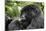 Africa, Rwanda, Volcanoes National Park. Young female mountain gorilla eating wild celery.-Ellen Goff-Mounted Photographic Print